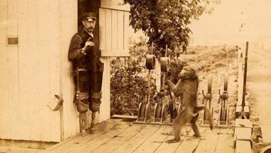 میمونی باهوش که در راه‌آهن مشغول کار شد