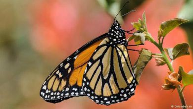 حرکت گروهی پروانه ها از آمریکا به مکزیک
