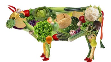 ۱۱ نوع غذا و گروه های غذایی برای گیاهخواران