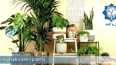 چند مدل آویزان کردن گیاهان آپارتمانی