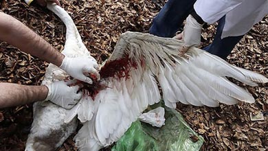 برای مراقبت از پرنده بیمار و آسیب دیده چکار باید کرد؟