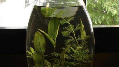 نگهداری گیاهان آبزی در ظروف شیشه‌ای + عکس