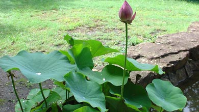 گل لاله مردابی، لوتوس هندی
