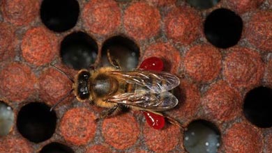 ساخت خمیردندان و داروی درمان آفت از موم زنبور عسل