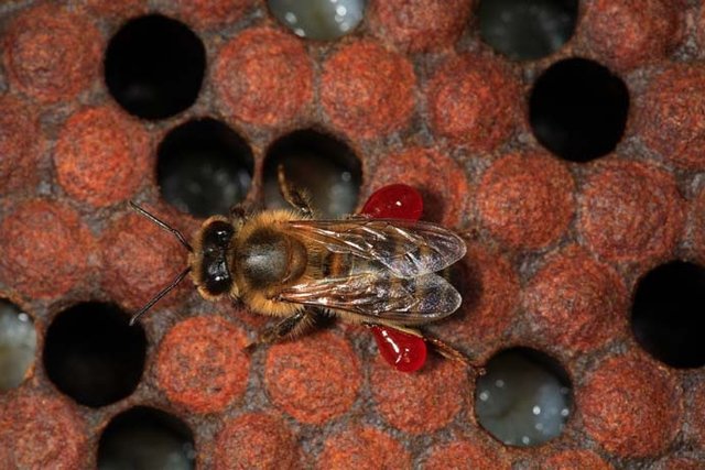 تولید آنتی بیوتیک از زنبور عسل