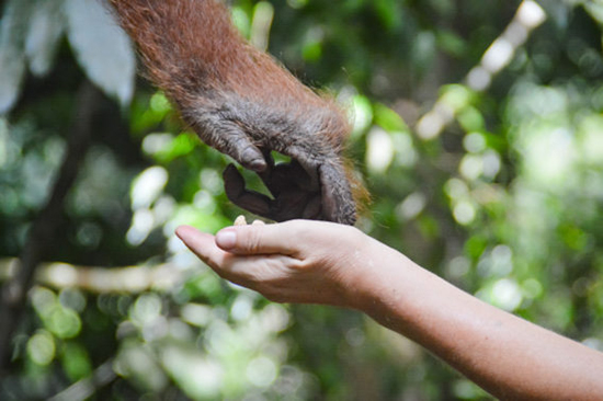 13 شباهت اورانگوتان ها به انسان