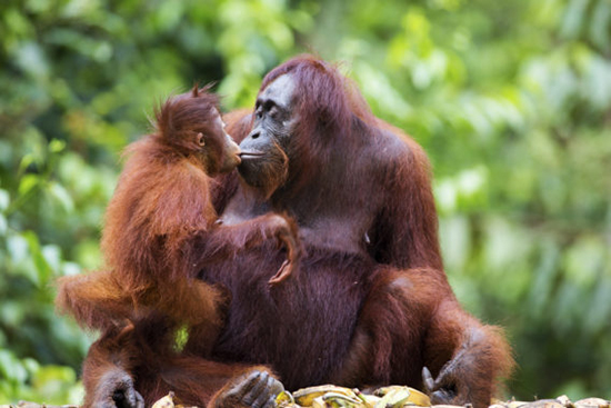 13 شباهت اورانگوتان ها به انسان
