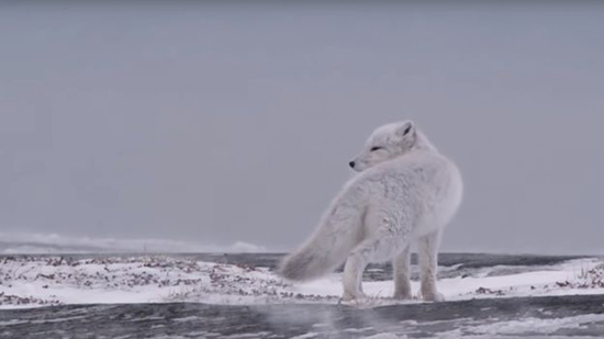 تعجب دانشمندان از سفر حماسی روباه قطبی