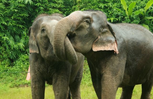18 حقیقت بسیار جالب در مورد فیل‌ ها 