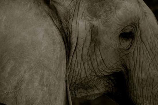 چرا گوش فیل‌ها این قدر بزرگ است؟
