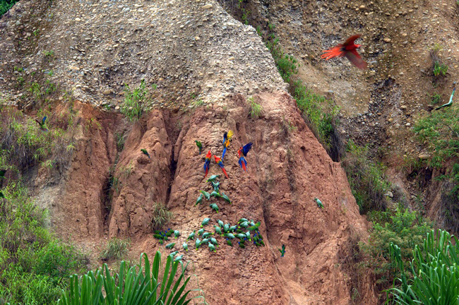 عادت عجیب خاک خوری در طوطی های آمازون!