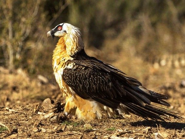 برترین پرندگان شکاری | جنگنده های آسمان + عکس پرندگان