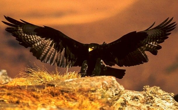 برترین پرندگان شکاری | جنگنده های آسمان + عکس پرندگان