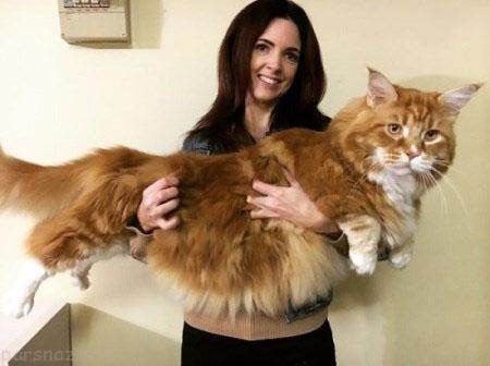 بزرگترین گربه جهان روزی چقدر غذا می خورد؟