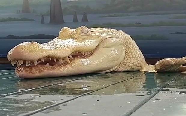 تمساح نادر و دیدنی با پوست کاملا سفید رنگ