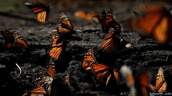 حرکت گروهی پروانه ها از آمریکا به مکزیک