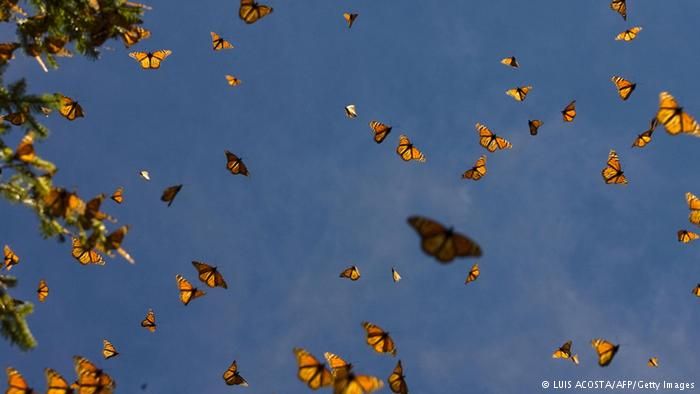 مهاجرت دسته جعمی پروانه ها از آمریکا به مکزیک