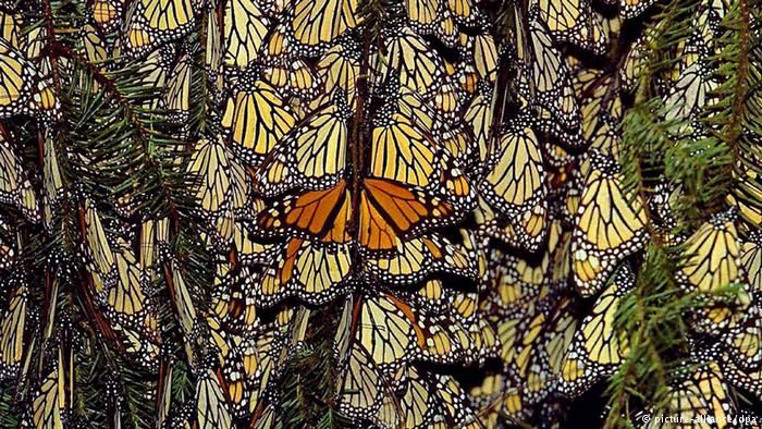 مهاجرت دسته جعمی پروانه ها از آمریکا به مکزیک