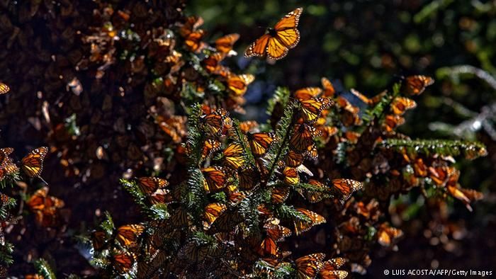 حرکت گروهی پروانه ها از آمریکا به مکزیک - پرمطلب