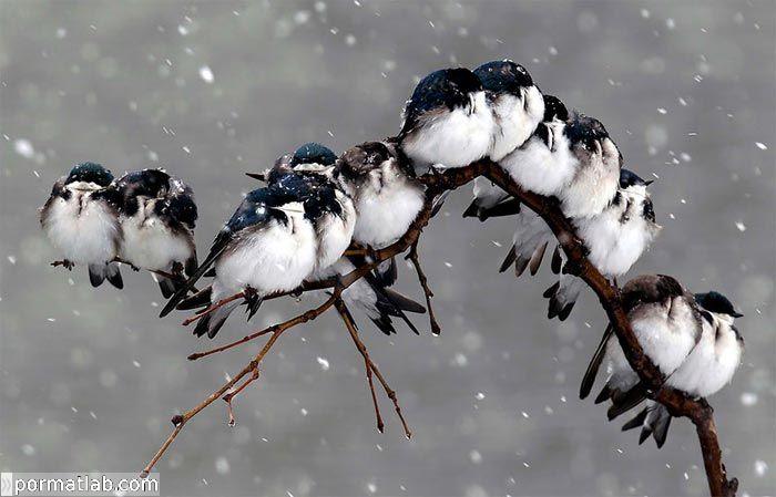 پرندگان در فصل سرما