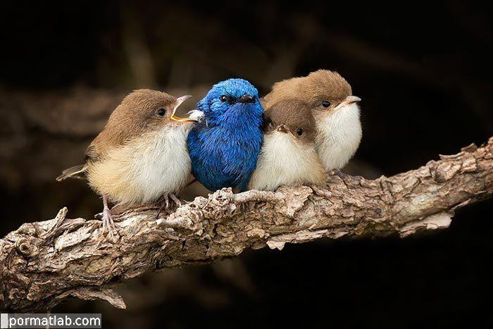 تصاویر پرندگان در فصل سرما و حالات جالب آنها