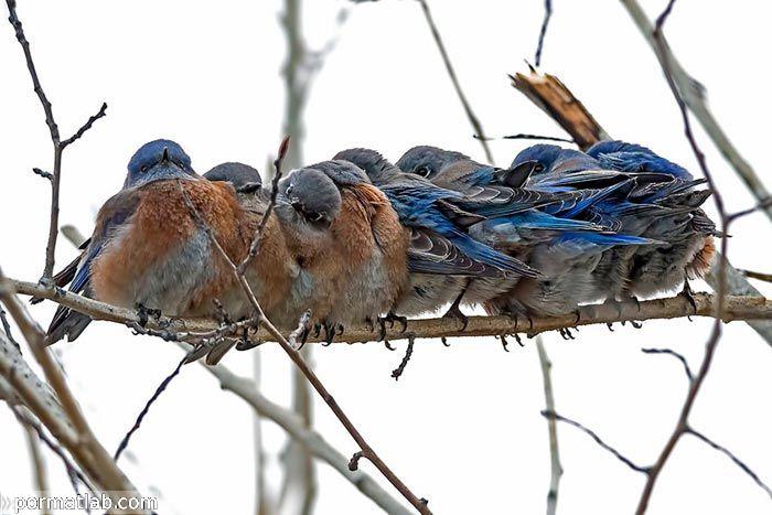 تصاویر پرندگان در فصل سرما و حالات جالب آنها