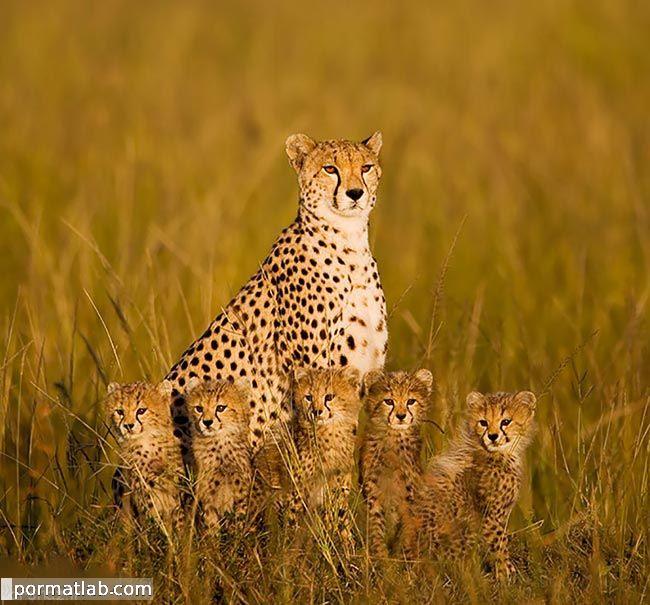 عکس های جالب و زیبا از نقش خانواده در حیوانات