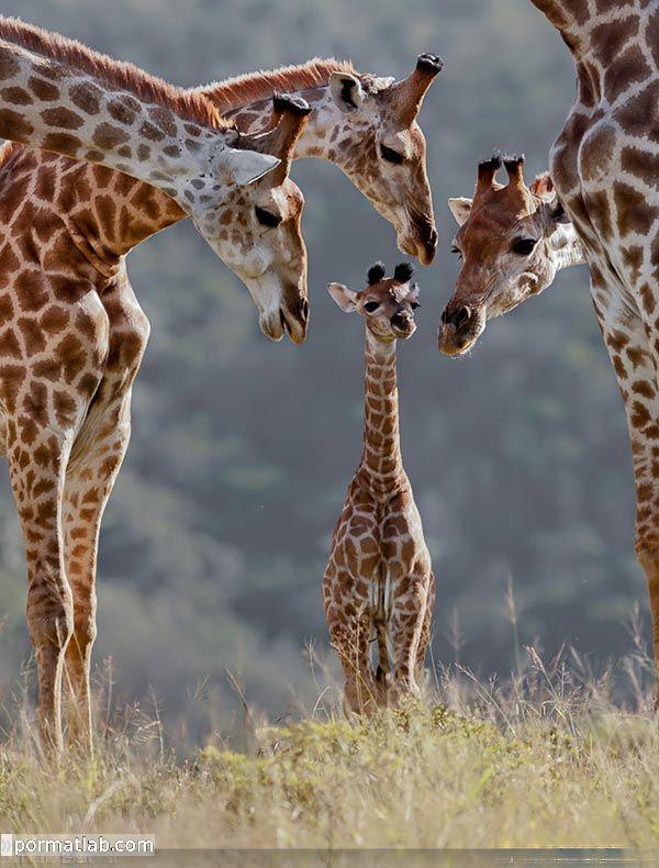 عکس های جالب و زیبا از نقش خانواده در حیوانات