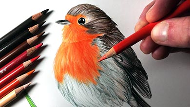 آموزش نقاشی پرنده سینه سرخ با اتد