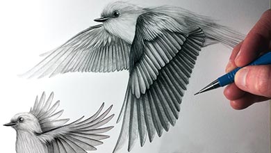 آموزش نقاشی پرنده‌ها در حال پرواز