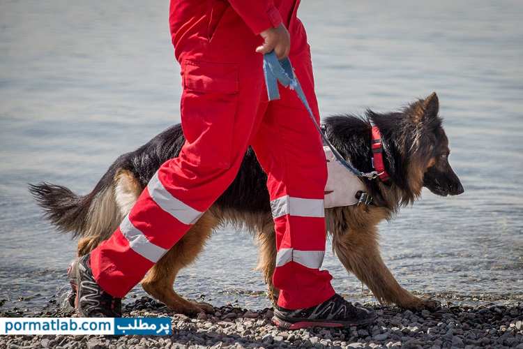 مانور‌ سگ های‌ جستجو و نجات‌ در دریاچه- پرمطلب