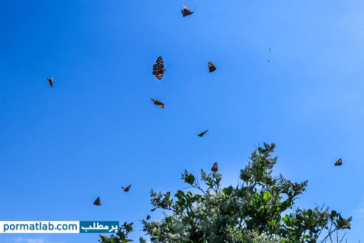 پرواز پروانه ها در ورامین- پرمطلب