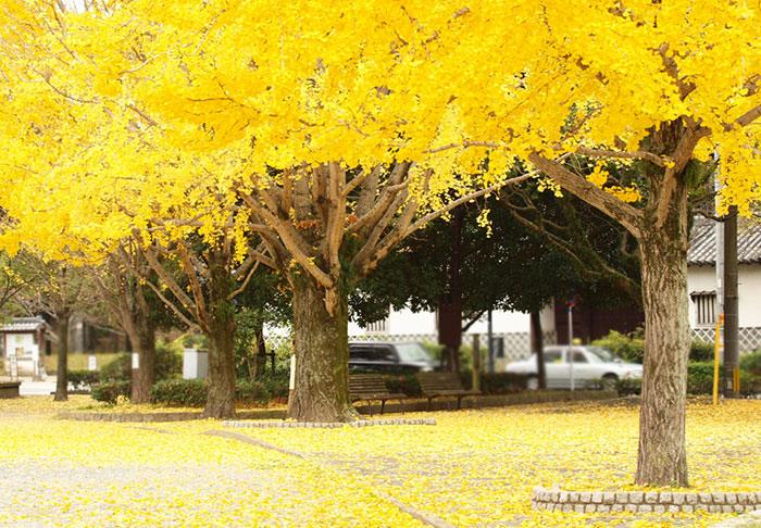 عکس های زیبا و رویایی از فصل پاییز