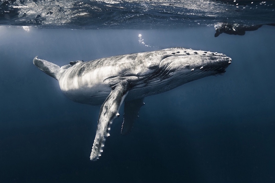نهنگ گوساله نما از کریستف لاپیزی - فرانسه