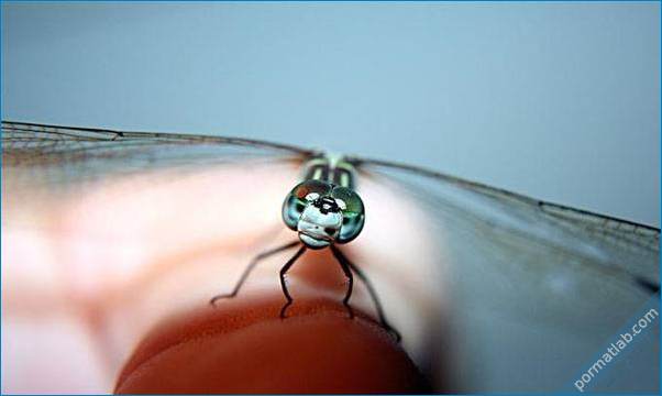 عکاسی ماکرو حشرات