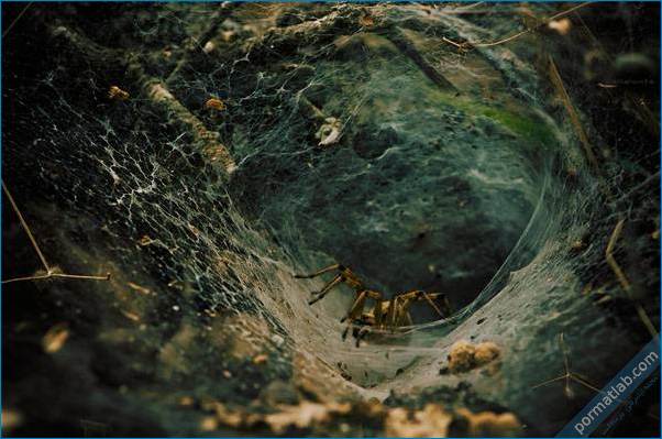 عکاسی ماکرو حشرات