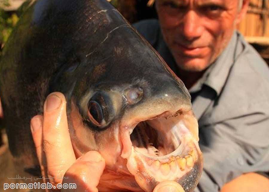 ماهی با دندان‌ شبیه انسان