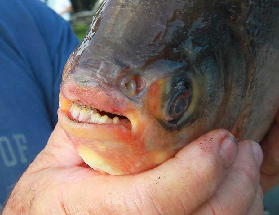 ماهی با دندان‌ شبیه انسان