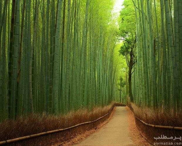 جنگل بامبو شهر کیوتو ژاپن