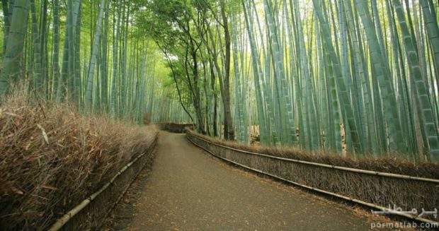 جنگل بامبو شهر کیوتو ژاپن