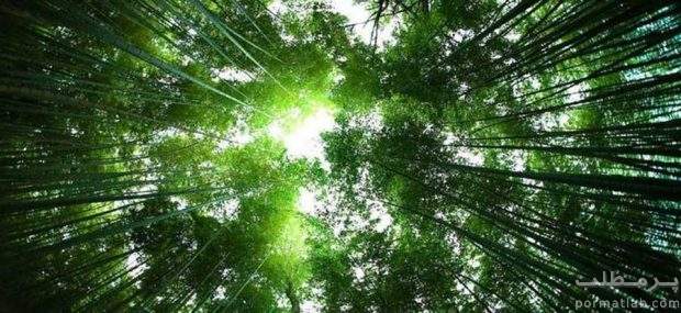 جنگل بامبو شهر کیوتو ژاپن - سایت پرمطلب