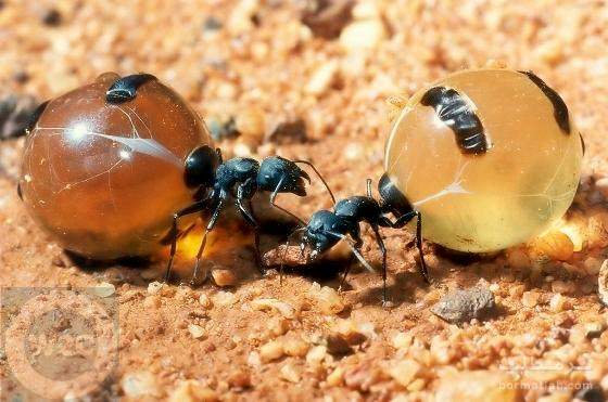 مورچه عسل ساز Honeypot Ant