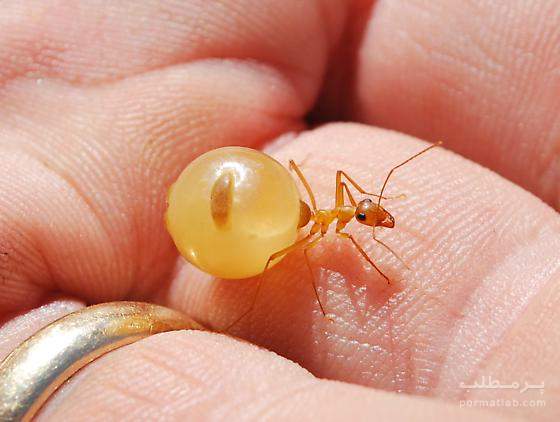 Honeypot Ant"مورچه عسل ساز