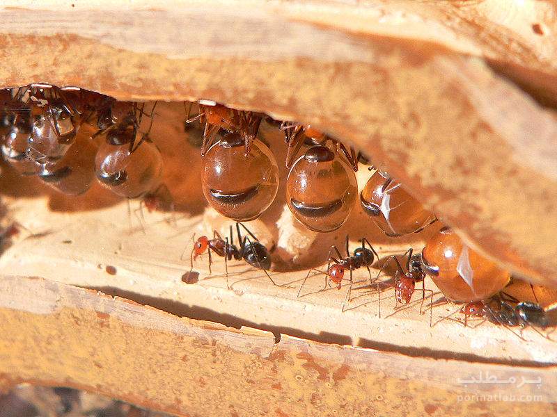 مورچه ای که عسل تولید می کند