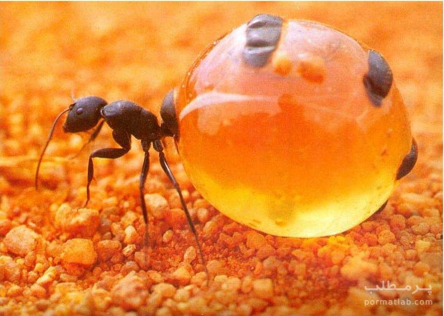 مورچه عسل ساز Honeypot Ant