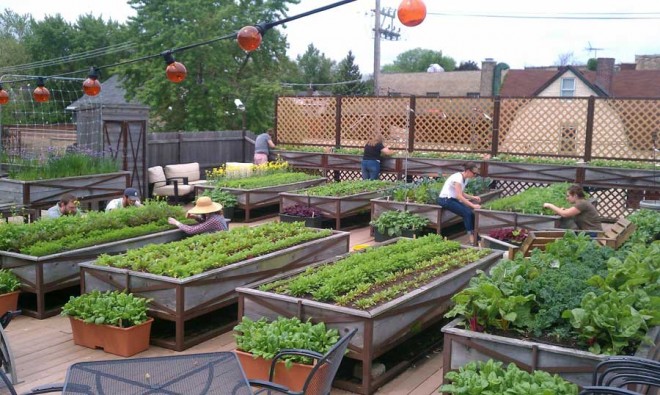 کشاورزی بر روی پشت بام‌های شهر نیویورک