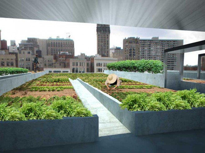 کشاورزی بر روی پشت بام‌های شهر نیویورک