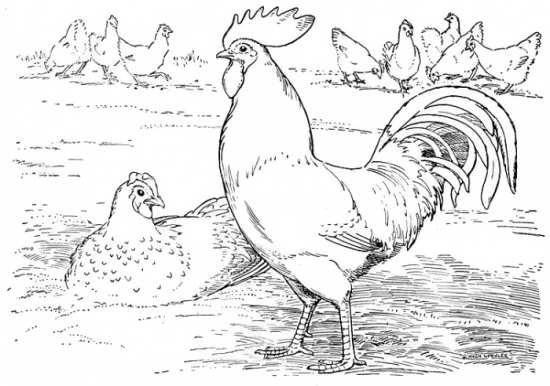 نقاشی های کودکانه مرغ و خروس برای رنگ آمیزی