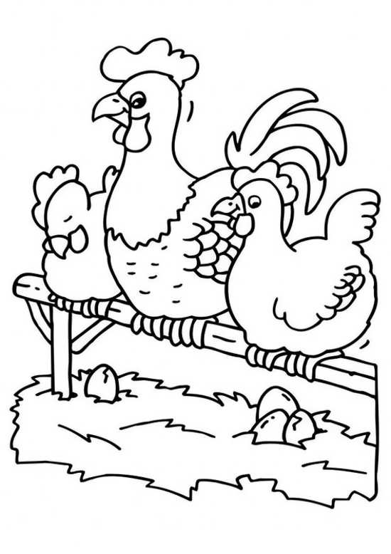 نقاشی های کودکانه مرغ و خروس برای رنگ آمیزی - سایت پرمطلب