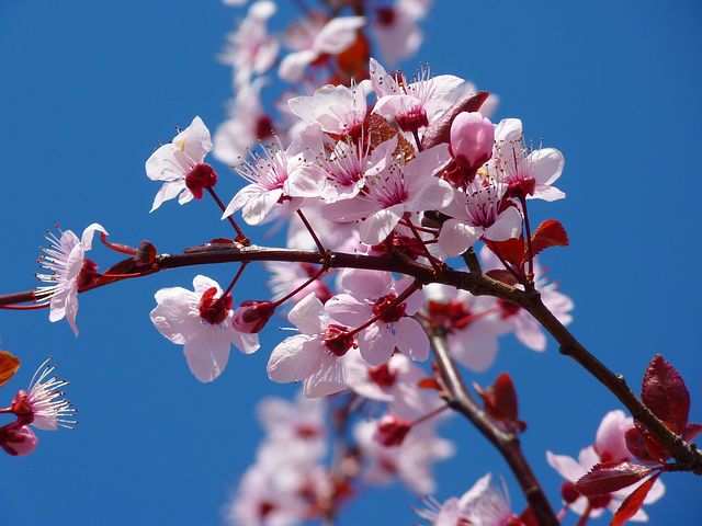 شکوفه های بهاری درختان گیلاس در ژاپن
